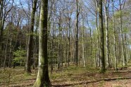 Buchenbestand im Frühling