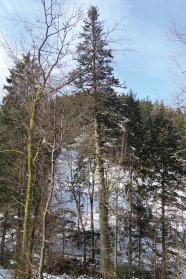 Große abgestrobene Tanne im Winter