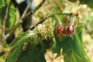 Blüten an einem Rot-Buchenzweig.