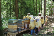 Imker in Anzügen und Bienenkästen