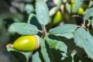 Blätter und Frucht der Steineiche