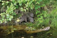 Zwei Fischotter sind am Ufer eines Gewässers