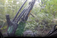 Ein Harvester fällt einen Baum