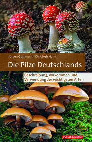 Pilze im Wald