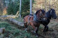 Zwei Rückepferde ziehen einen Baumstamm durch den Wald.