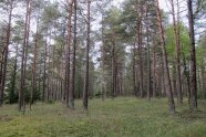 DAs Bild zeigt den Ausschnitt eines Kiefern-Waldes. Die Baumstämme haben im Bereich der Krone und kurz darunter eine Rotfärbung und der Waldboden ist mit Gräsern und Moosen bewachsen. 