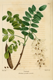 W84 Die Robinie Robinia Pseudoacacia