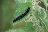 Eine stachelige, schwarze Raupe mit weißen Punkten frisst auf einer Brennnessel