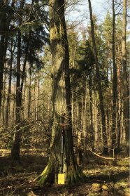 Baum mit Apparatur am Stammfuß