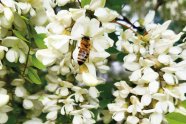 Robinienblüte (weiss) mit Biene