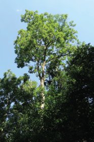 Esche mit geradem Schaft und grüner, fülliger Krone