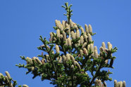 Gipfel einer Tanne ragt gegen den blauen Himmel