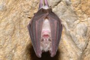 Ein Fledermaus hängt kopfüber in einer Höhle