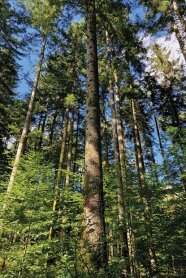 Blick in den Wald, der Altbestand einer Saatgutplantage von Weißtannen