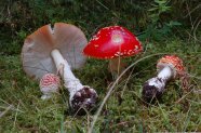 Fliegenpilze unterschiedlicher Größe. Zwei stehen, zwei liegen auf dem moosigen Waldboden