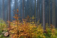 Mischwald mit herbstlich verfärbten Laub