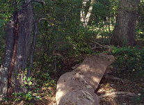 Toter, liegender Baumstamm im Wald