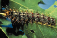 Behaarte Schmetterlingsraupe auf Laubblatt.