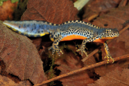 Ein Molch mit orangem Bauch und blauem Rücken