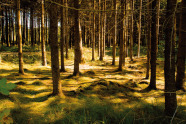 Fichtenwald