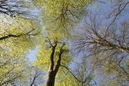 Foto von unten gen Himmel, davor Buchenkronen in unterschiedlichen Grüntönen