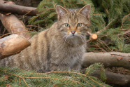 Wildkatze sitzt zwischen Tannenzweigen.