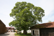 Edelkastanie vor einem Haus