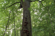 Pilze an einer Eiche