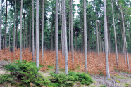 Eine trostlose Waldsteppe: eine Fichte reiht sich an die nächste