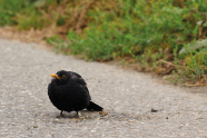 Amsel sitzt auf Asphalt