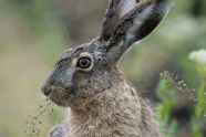 Ein grau-brauner Hase