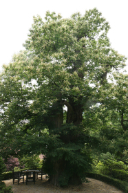 Große Edelkastanie