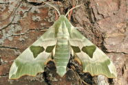 Grüner Schmetterling auf Baumrinde