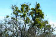 Misteln in einem Baum.