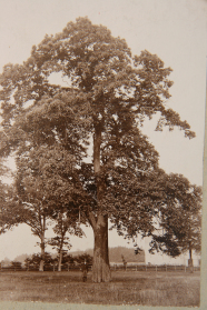 Alte Fotografie einer Edelkastanie