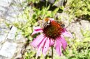 Wildbiene und Honigbiene auf Blüte