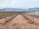 Obstanlagen mit Pflanzen am Spalier befestigt, Hintergrund Wald mit Schnee bedeckt unter bewölktem Himmel