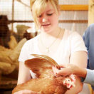 Junge Frau begutachtet ein Huhn