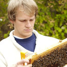 Junger Mann begutachtet Bienenwabe