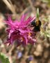 Acker-Wachtelweizen mit Erdhummel