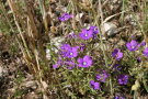 Echter Frauenspiegel mit violetten Blüten
