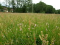 Wiesen-Knöterich