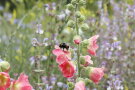 Hummel auf einer Stockrosenblüte