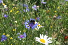 Eine Steinhummel sitzt auf der Blüte einer Kornblume in einer blühenden Wiese