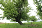Alter Streuobstbaum