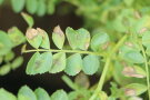 Kicherbsenblatt mit braunen Flecken