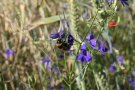 Hummel auf dem Acker-Rittersporn