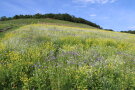 Blühfläche am Scharlachberg