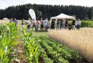 Eine Besuchergruppe am Feld