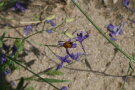 Ein Marienkäfer sitzt auf dem Acker-Rittersporn